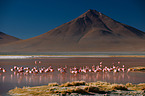 Puna flamingos