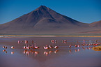 Puna flamingos