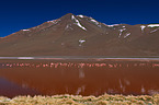 Puna flamingos