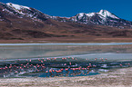 Puna flamingos