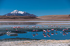 Puna flamingos