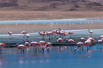 Puna flamingos