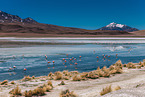 Puna flamingos