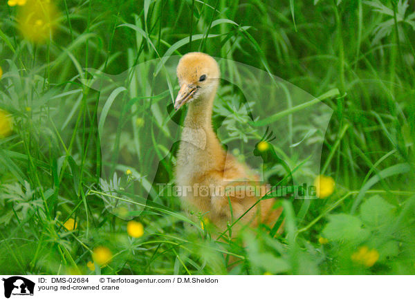 young red-crowned crane / DMS-02684