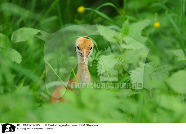 young red-crowned crane / DMS-02685