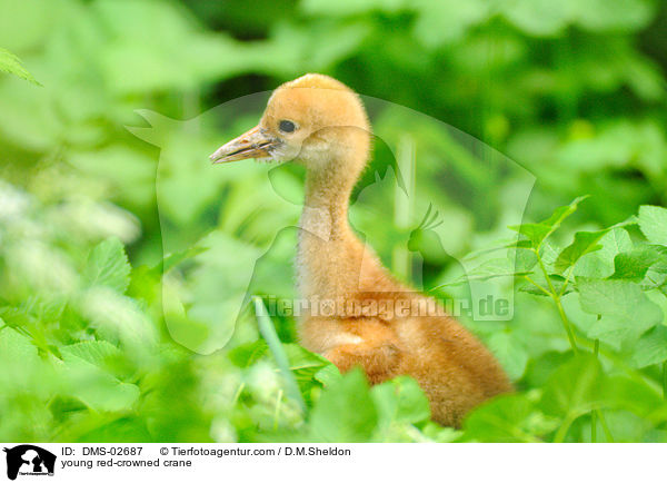 junger Mandschurenkranich / young red-crowned crane / DMS-02687