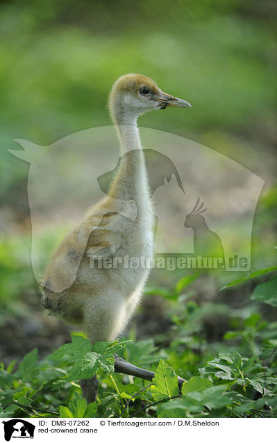red-crowned crane / DMS-07262