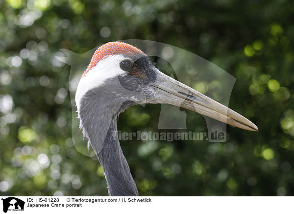 Mandschurenkranich Portrait / Japanese Crane portrait / HS-01228