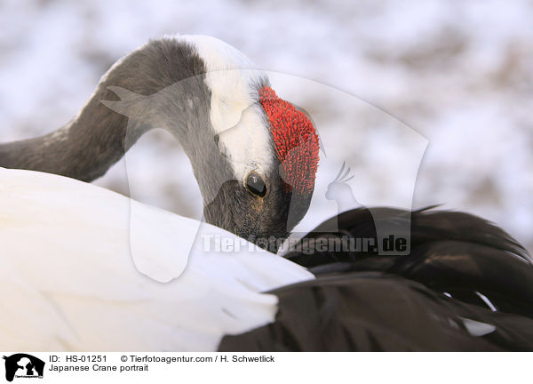 Japanese Crane portrait / HS-01251