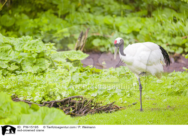 red-crowned crane / PW-15195
