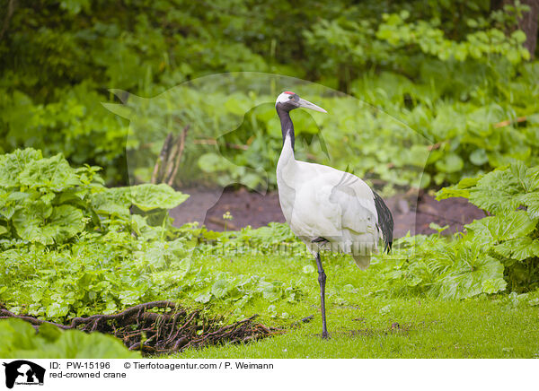 Mandschurenkranich / red-crowned crane / PW-15196
