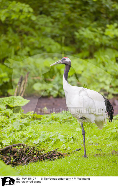 Mandschurenkranich / red-crowned crane / PW-15197