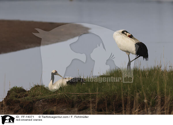 red-crowned cranes / FF-14071