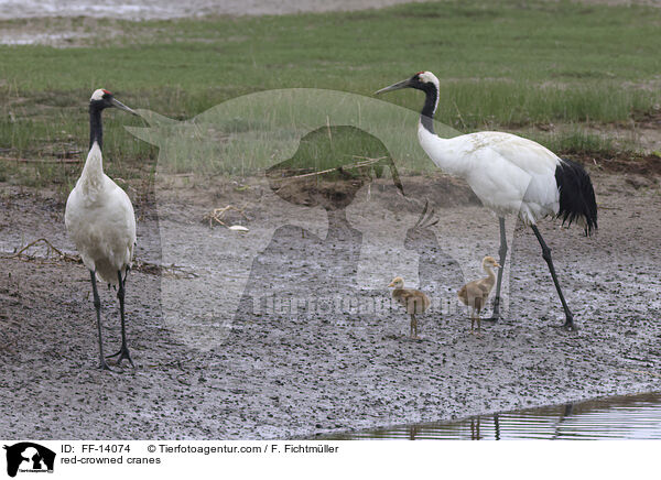 Mandschurenkraniche / red-crowned cranes / FF-14074