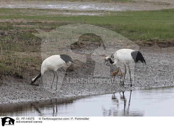 red-crowned cranes / FF-14075