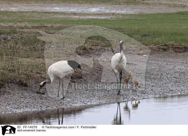 Mandschurenkraniche / red-crowned cranes / FF-14076