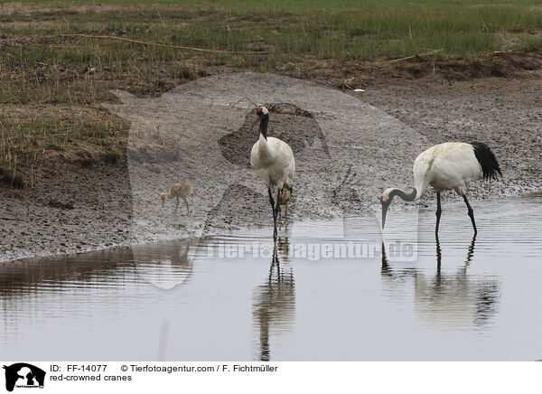 red-crowned cranes / FF-14077