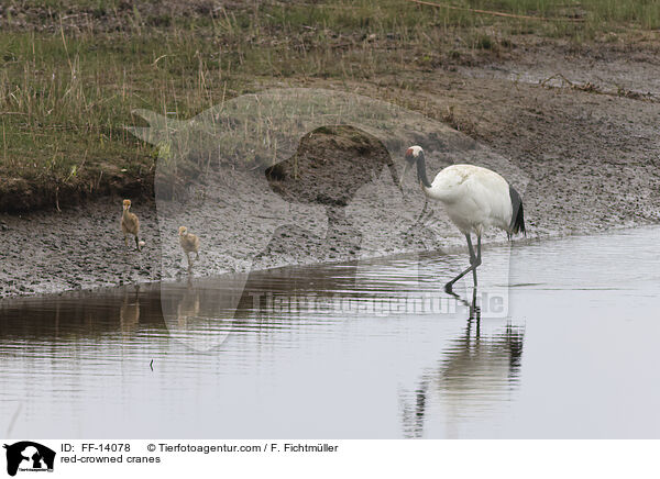 red-crowned cranes / FF-14078