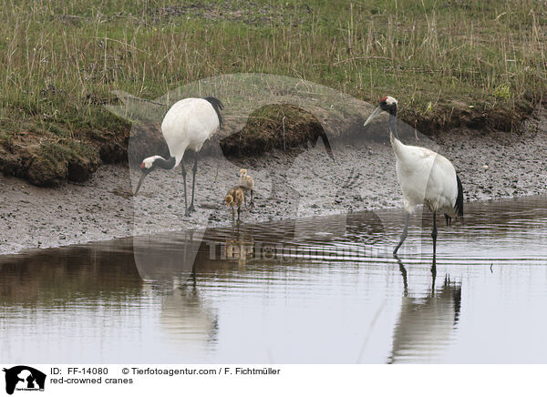 Mandschurenkraniche / red-crowned cranes / FF-14080