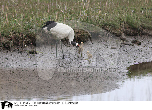 red-crowned cranes / FF-14082