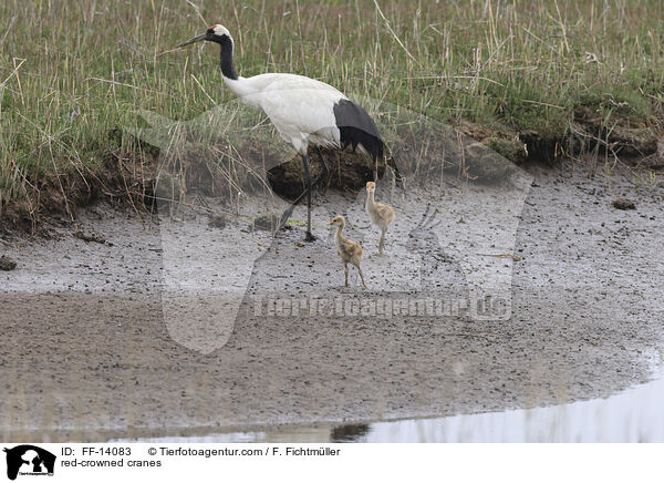 red-crowned cranes / FF-14083