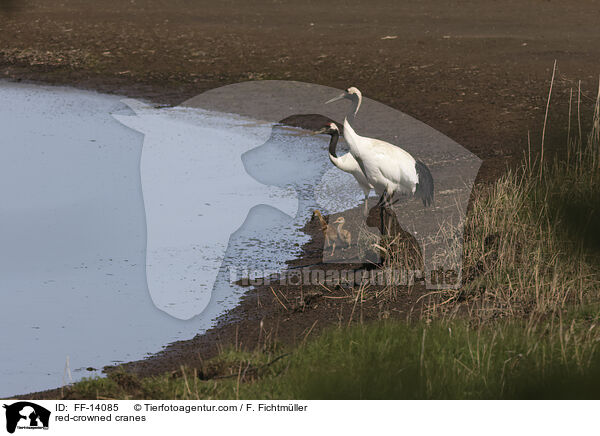red-crowned cranes / FF-14085
