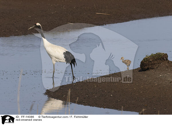 red-crowned cranes / FF-14086