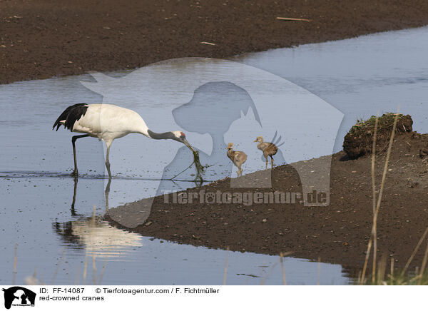red-crowned cranes / FF-14087