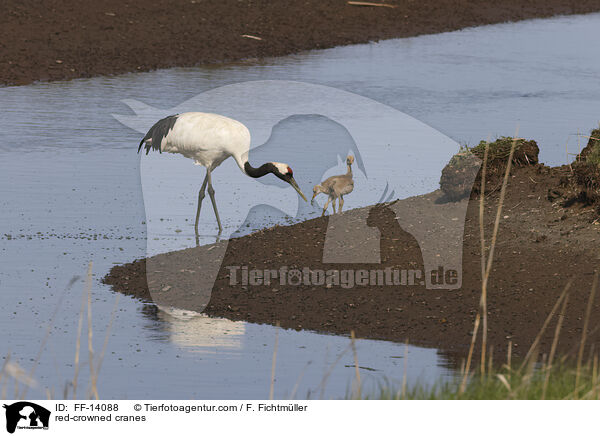 red-crowned cranes / FF-14088