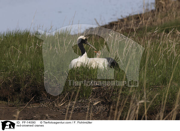 Mandschurenkraniche / red-crowned cranes / FF-14090