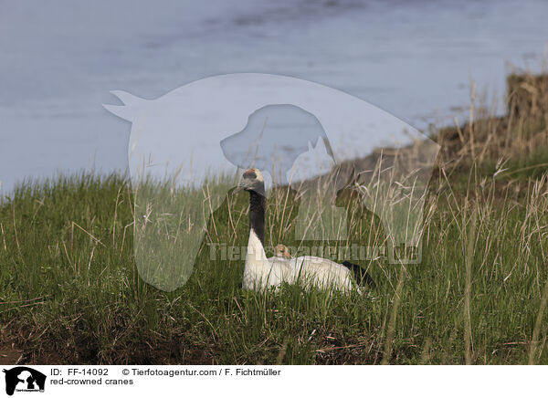 red-crowned cranes / FF-14092