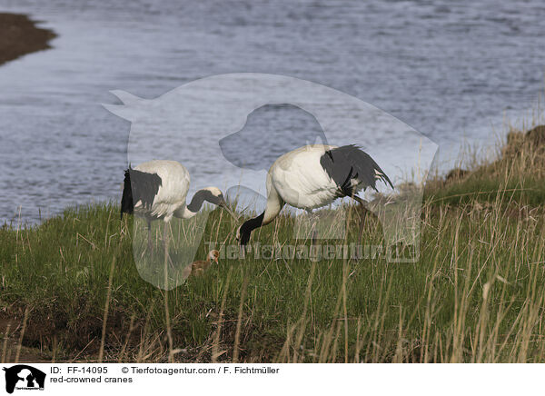 Mandschurenkraniche / red-crowned cranes / FF-14095