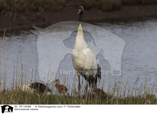 red-crowned cranes / FF-14096