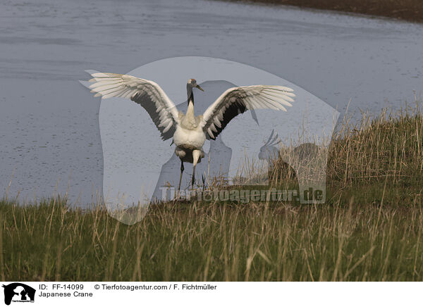 Mandschurenkranich / Japanese Crane / FF-14099