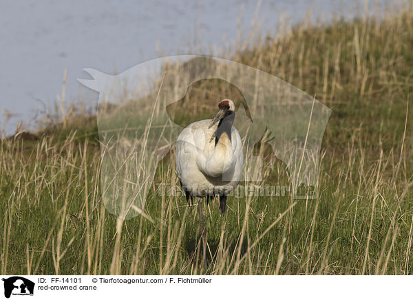 red-crowned crane / FF-14101