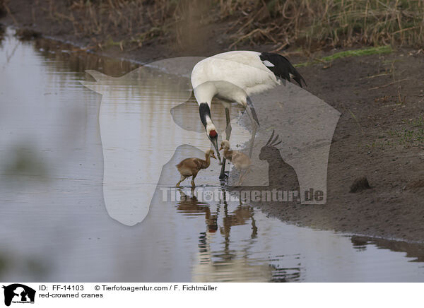 red-crowned cranes / FF-14103