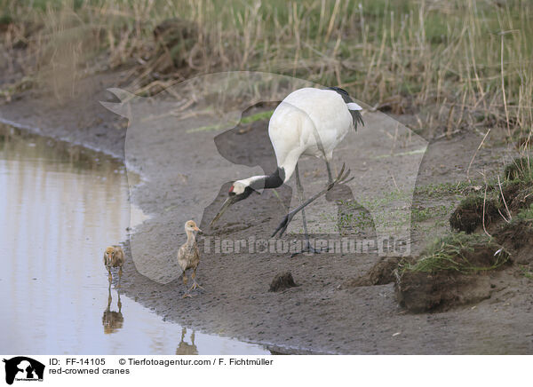 red-crowned cranes / FF-14105