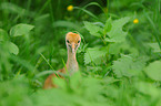 young red-crowned crane