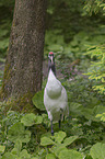 Japanese Crane