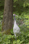 Japanese Crane