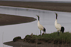 red-crowned cranes