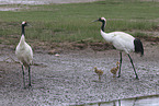 red-crowned cranes