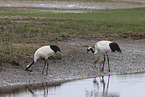 red-crowned cranes