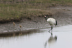 red-crowned cranes