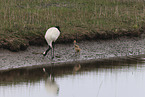 red-crowned cranes