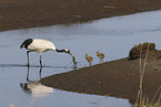 red-crowned cranes