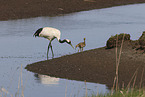 red-crowned cranes