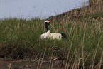 red-crowned cranes