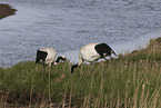 red-crowned cranes