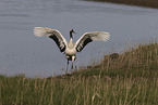 Japanese Crane